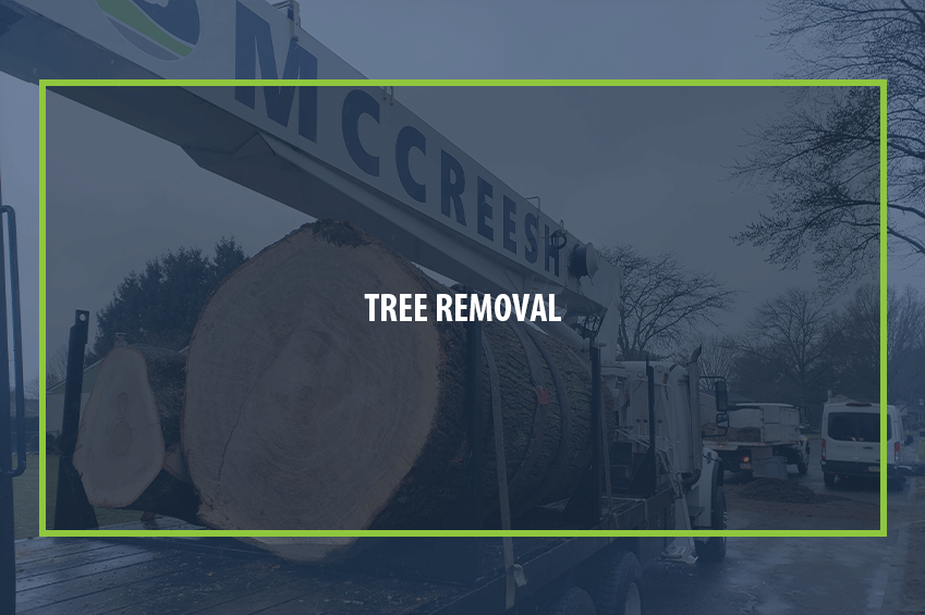 TREE-REMOVAL-FRONT